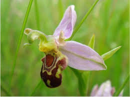 Bee Ragwort Flower Seeds for Planting – Easy to Grow, Heirloom, Non-GMO, High Germination Organic Garden Seeds