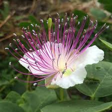 Caper Flower Seeds for Planting - Heirloom, Non-GMO, High Germination Organic Garden Seeds