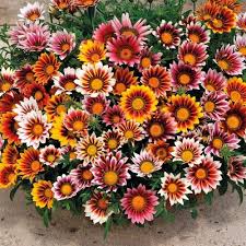 Heirloom Gazania Flower Seeds for Planting – Non-GMO, Pollinator Friendly Organic Garden Seeds
