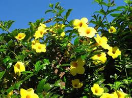 Beautiful Allamanda Flower Seeds for Planting – Garden Favorite, Heirloom, Non-GMO, High Germination Organic Garden Seeds