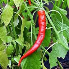 Vegetable Seeds,Garden seeds, Seeds For Planting,Plant Seeds