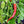 Vegetable Seeds,Garden seeds, Seeds For Planting,Plant Seeds