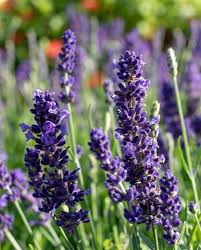 Purple Lavender Flower Seeds for Planting – Heirloom, Non-GMO, High Germination Garden Seeds
