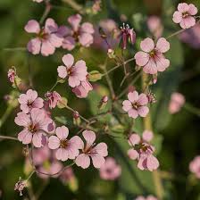 Saponaria Flower Seeds for Planting – Heirloom, Non-GMO, High Germination Organic Garden Seeds