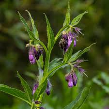 Purple Symphytum Flower Seeds for Planting – Heirloom, Non-GMO, High Germination Organic Garden Seeds