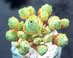 Green Aeonium Greenovia Flower Seeds for Planting – Seasonal Bloomer, Heirloom, Non-GMO