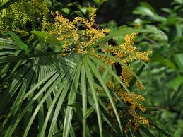 Rhapis Flower Seeds – Heirloom, Non-GMO, Premium Quality Organic Garden Seeds for Planting