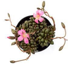 Pink Anacampseros Flower Seeds for Planting – Heirloom, Non-GMO, High Germination Organic Garden Seeds