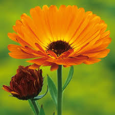 Calendula Flower Seeds for Planting – Colorful Display, Heirloom, Non-GMO