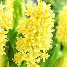 Yellow Hyacinthus Orientalis Flower Seeds for Planting – Perfect for Borders, Heirloom, Non-GMO, High Germination Seeds