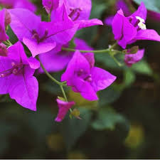 Violet Bulleyana Flower Seeds for Planting | Heirloom Non-GMO High Germination Organic Garden Seeds