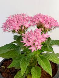 Pink Pentas Flower Seeds for Planting – Compact Growth, Heirloom, Non-GMO, High Germination Organic Garden Seeds