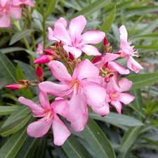 Pink Ribes Cereum Flower Seeds for Planting – Heirloom, Non-GMO, High Germination Organic Garden Seeds