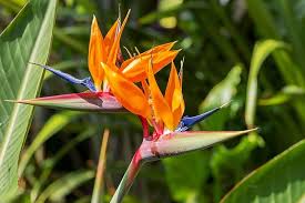 Paradise Flower Seeds for Planting – Heirloom, Non-GMO, Shade-Tolerant Organic Garden Seeds