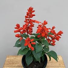 Scarlet Sage Flower Seeds for Planting – Wildflower Mix, Heirloom, Non-GMO, Organic Garden Seeds