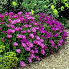 Delosperma Cooperi Flower Seeds for Planting – Heirloom, Non-GMO Seasonal Organic Garden Seeds