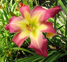 Pink White Hemerocallis Flower Seeds for Planting – Heirloom, Non-GMO, High Germination Garden Seeds