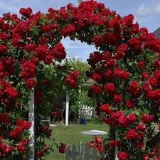 Dark Red Climbing Rose Flower Seeds for Planting – Heirloom, Non-GMO, Shade-Tolerant Organic Garden Seeds