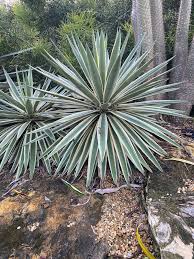 Green Agave Angustifolia Flower Seeds for Planting – Heirloom, Non-GMO, Perfect for Borders Organic Garden Seeds