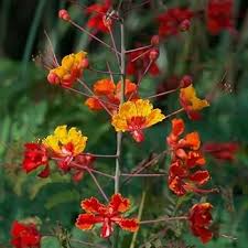 Barbados Flower Seeds for Planting – Heirloom, Non-GMO, Perfect for Borders Organic Garden Seeds