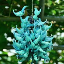 Sky Blue Endangered Jade Flower Seeds for Planting – Heirloom, Non-GMO Long-Bloom Organic Garden Seeds