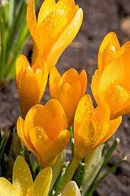 Autumn Crocus Flower Seeds for Planting – Bright Blooms, Heirloom, Non-GMO & High Germination Seeds