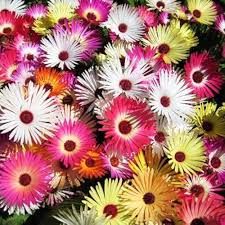 Yellow Red Ice Flower Seeds for Planting – Heirloom, Non-GMO, High Germination Organic Garden Seeds