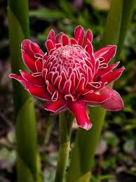 Torch Ginger Flower Seeds for Planting – Heirloom, Non-GMO Fragrant Blossoms, High Germination Seeds