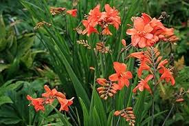 Crocosmia Montbretia Flower Seeds for Planting – Heirloom, Non-GMO, Vibrant Colors Organic Garden Seeds