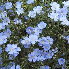 Linum Flower Seeds for Planting – Drought Tolerant Heirloom Non-GMO High Germination Organic Garden Seeds