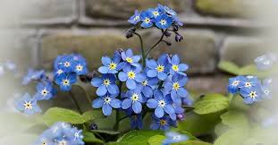 Myosotis Sylvatica Flower Seeds Seeds – Heirloom, Non-GMO, Wildflower Mix Organic Garden Seeds for Planting