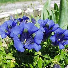 Blue Gentiana Acaulis Flower Seeds for Planting – Heirloom, Non-GMO, Garden Favorite Organic Garden Seeds