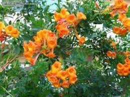 Orange Tecoma Flower Seeds for Planting – Heirloom, Non-GMO, High Germination Organic Garden Seeds