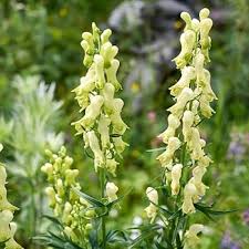 Dogbane Flower Seeds for Planting – Pollinator Friendly, Heirloom, Non-GMO, High Germination Organic Garden Seeds