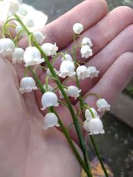 Heirloom Valley Flower Seeds for Planting – Drought Tolerant, Non-GMO, High Germination