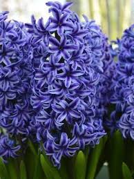Blue Hyacinth Seeds for Planting – Cut Flower Favorite, Heirloom, Non-GMO Organic Garden Seeds