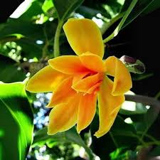 Chempaca Flower Seeds for Planting – Fragrant Blossoms, Heirloom, Non-GMO, High Germination Organic Garden Seeds