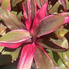 Red Cordyline Rubra Flower Seeds for Planting - Heirloom, Non-GMO, High Germination Organic Garden Seeds