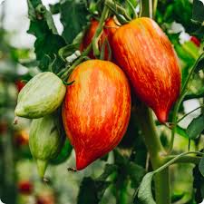 Speckled Roman Tomato Seeds for Planting – Heirloom, Non-GMO, High Germination Organic Garden Seeds