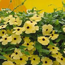 Thunbergia Alata Flower Seeds for Planting – Premium Quality, Heirloom & Non-GMO Seeds