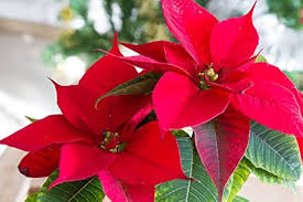 Red Poinsettia Flower Seeds for Planting – Hardy Variety, Heirloom, GMO Free Organic Garden Seeds