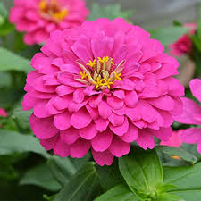 Pink Zinnia Flower seeds for Planting – Pollinator Friendly, Heirloom, Non‑GMO, High Germination Organic Garden Seeds