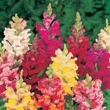 Antirrhinum Flower Seeds for Planting – Pollinator Friendly, Heirloom, Non-GMO, High Germination Garden Seeds
