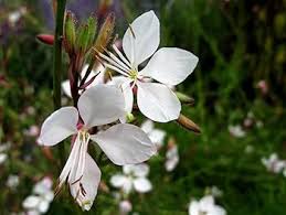 Lindheimeri Flower Seeds for Planting | Heirloom Non-GMO High Germination Organic Garden Seeds