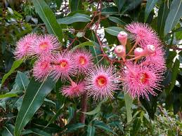 Pink Corymbia Ficifolia Flower Seeds for Planting – Heirloom, Non-GMO, High Germination Organic Garden Seeds