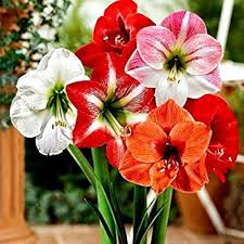 Mixed Amaryllis Bulbs Flower Seeds for Planting - Bright Blooms, Heirloom & Non-GMO Seeds for Home Garden