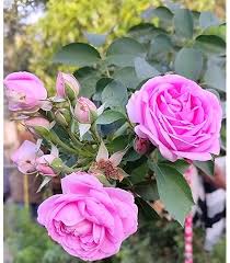 Pale Pink Climbing Rose Flower Seeds for Planting – Heirloom, Non-GMO, High Germination Organic Garden Seeds