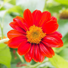 Mexican Sunflower Seeds for Planting – Shade Tolerant, Heirloom, Non-GMO, Organic Garden Seeds
