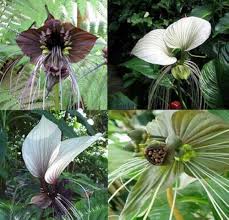 Tacca Nivea Bat Flower Seeds for Planting - Heirloom, Non-GMO, High Germination Organic Garden Seeds