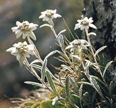 White Edelweiss Flower Seeds for Planting – Heirloom, Non-GMO, Shade Tolerant, High Germination Seeds